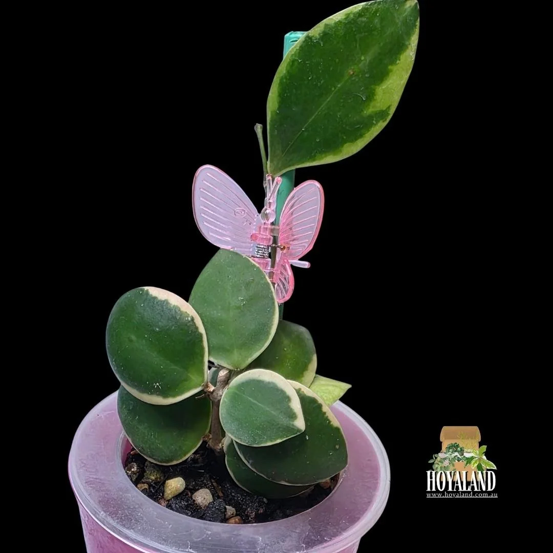 🍂 Hoya chinghungensis variegata | Hoyaland Rare Plants Australia